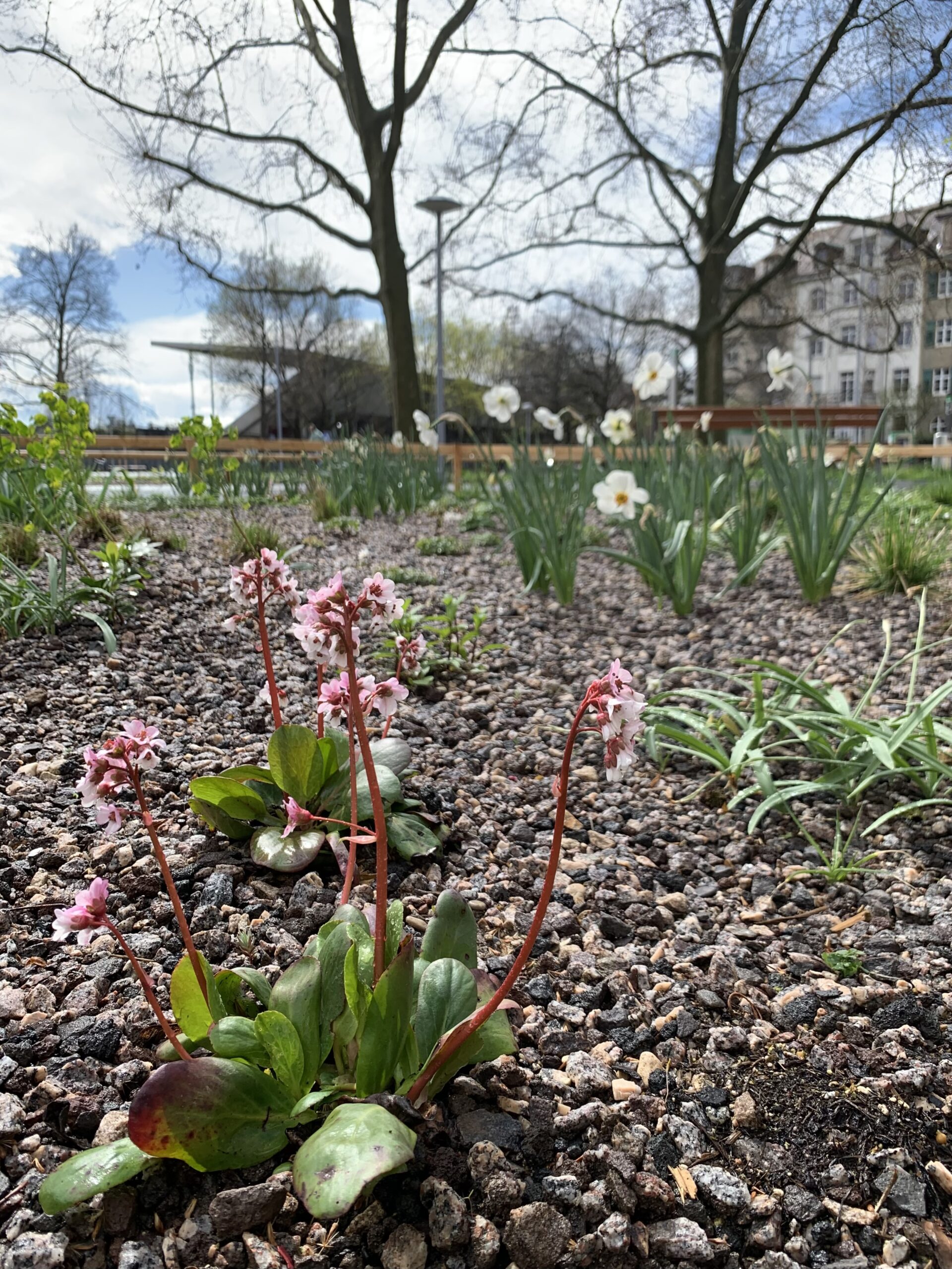 Der Frühling hält Einzug auf dem neuen Wielandplatz